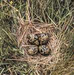 Lapwing nest with four eggs, Ardmore