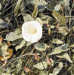 Greater Bindweed, Ardmore Point, Firth of Clyde