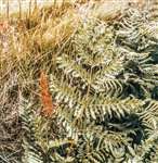 Royal fern, Clachan, North Uist
