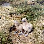 Great skua or Bonxie chicks, Isle of Lewis