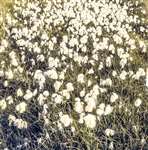 Common cotton grass, South Uist