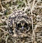 Short-eared owl, Loch Ard Forest