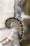 Northern eggar moth caterpillar, Flanders Moss