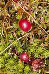 Cranberry, Flanders Moss