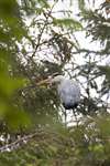 Grey heron in a tree, Arinagour, Coll
