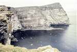 Seabird colony on Noss Head, Shetland in 1977