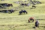 Shetland ponies, Unst