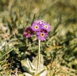 Primula Scotica, Yesnaby, Orkney