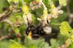 White-tailed Bumblebee on gooseberry plant, Glasgow