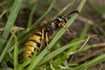 Common Wasp in grass, Broomhill, Glasgow