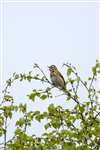 Tree pipit singing, perched in a forest near Inveraray, Argyllshire