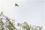 Tree pipit in flight near Inverary, Argyllshire