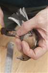 A male Chaffinch being ringed in Tarbet