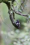 Pied flycatcher male, Inversnaid