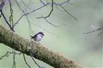 Pied flycatcher female, Inversnaid