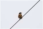 Whinchat perching on wire