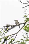 Spotted flycatcher, Speyside