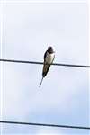 Barn Swallow, Speyside