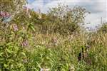 Himalayan Balsam out-competing native vegetation, RSPB Scotland Loch Lomond