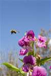 Common Carder Bumblebee pollinating Himalayan Balsam