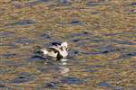 Long-tailed duck, Moray Firth