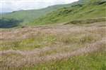 Tall grass in exclosure, Ben Lawers