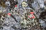 red lichen, Ben Lawers