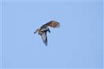 Osprey flying, Loch of the Lowes