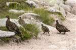 Red grouse, Cairngorm
