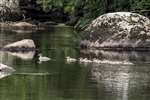 Goosander and brood, River Spey