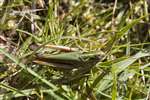 Grasshopper, Inver, Jura