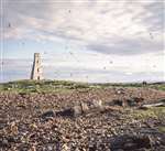 Lighthouse, gulls and terns, Horse Island