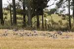 Bean goose flock grazing, Slamannan