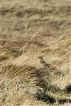 Meadow Pipit, Deerness, Orkney