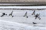 Oystercatchers in flight, Scapa Bay, Orkney