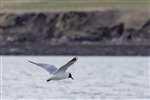 Black-headed gull in flight, Scapa Bay, Orkney