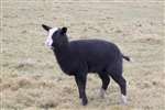Zwartble sheep, Orkney