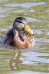 Mallard duck, Bingham's Pond, Glasgow