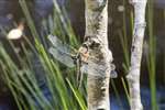 Four-spotted chaser dragonfly, RSPB Loch Garten