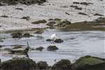 Curlew and Little egret, Aberlady Bay