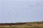 Pink-footed Goose flock whiffling, Aberlady Bay