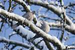 Collared Doves, Carrbridge, Speyside