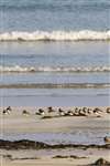 Ringed plovers roosting, Gott Bay, Tiree