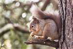 Red squirrel, Lossiemouth