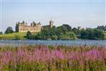 Linlithgow Palace, Linlithgow Loch and Rosebay Willowherb