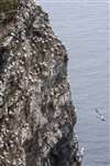 Gannet cliff, Troup Head