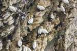 Gannet with fishing net in beak, Troup Head