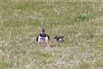 Adult Lapwing with two chicks, Balemartine, Tiree