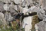Starling nesting in a wall, Arinagour, Coll