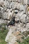 Starling nesting in a wall, Arinagour, Coll